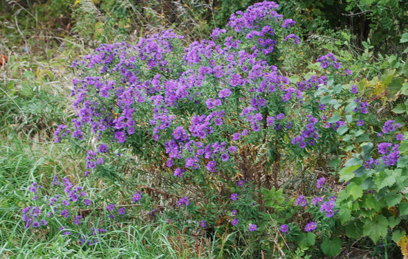 new england aster-reduced.jpg